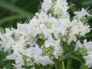 Image of Mountain Mint from the Let's Plant Ontario, Quebec, and Maritime Wildflowers page