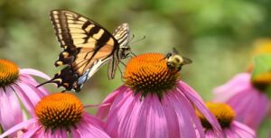 Image of Narrow-leaved Coneflower from the Let's Plant Ontario, Quebec, and Prairie Wildflowers page