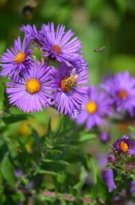 Image of New England Aster from the Let's Plant Maritime Wildflowers page