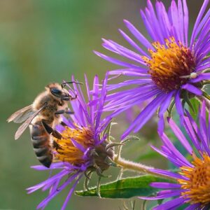 Image of New England Aster from the Let's Plant Ontario and Quebec Wildflowers page