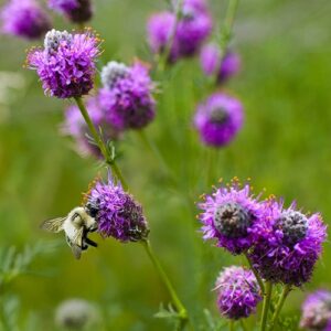 Image of Purple Prairie Clover from the Let's Plant Ontario, Quebec, and Prairie Wildflowers page