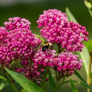 Image of Rose Milkweed from the Let's Plant Ontario, Quebec, Prairie, and Maritime Wildflowers page