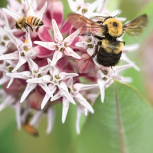 Image of Showy Milkweed from the Let's Plant Ontario, Quebec, BC, and Prairie Wildflowers page
