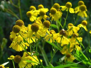 Image of Sneezeweed from the Let's Plant Ontario, Quebec, and Maritime Wildflowers page