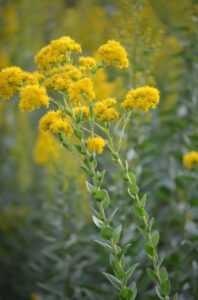 Image of Stiff Goldenrod from the Let's Plant Ontario and Quebec Wildflowers page 