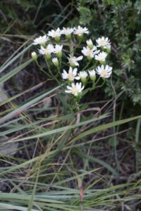 Image of Upland White Goldenrod Upland White Aster from the Let's Plant Ontario and Quebec Wildflowers page