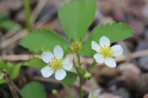 Image of Wild Strawberry from the Let's Plant Maritime Wildflowers page