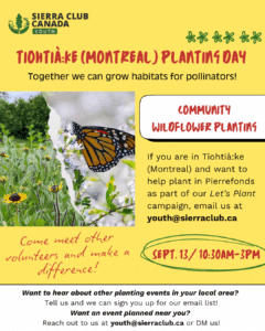 Wildflower Planting day hosted by Sierra Youth in Pierrefonds, Montreal, QC poster with graphics and text on a yellow background