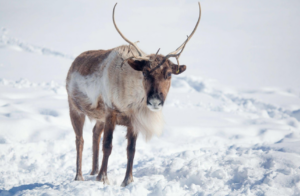 Image of woodland caribou on snow by Lynn Smith via Pexels.