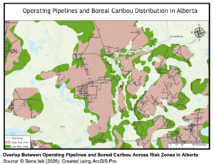 Map of Overlap Between Operating Pipelines and Boreal Caribou Across Risk Zones in AlbertaSource: © Sena Isik (2026). Created using ArcGIS Pro.