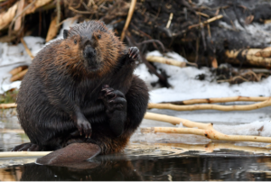 The Beaver (pictured) is one of many animals that help to maintain a stable climate on Earth, if we let them. Photo, Grant Dobson. The beaver (Castor canadensis) is also the official national animal of Canada.