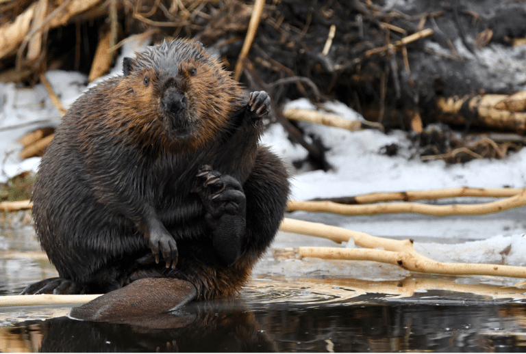 The Beaver (pictured) is one of many animals that help to maintain a stable climate on Earth, if we let them. Photo, Grant Dobson. The beaver (Castor canadensis) is also the official national animal of Canada.